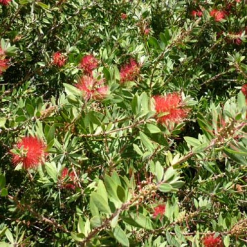 Abelia X Grandiflora  | ScotPlants Direct